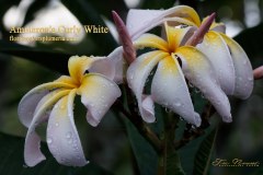 Ammarons Curly White plumeria photo by Tex Norwood Ammarons Curly White plumeria photo by Tex Norwood