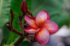 Angel Fire plumeria photo by Tex Norwood Angel Fire plumeria photo by Tex Norwood