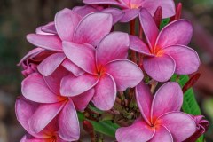 Black Purple plumeria photo by Tex Norwood Black Purple plumeria photo by Tex Norwood