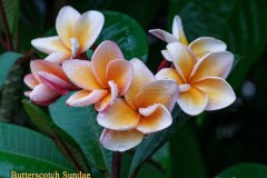 Butterscotch Sundae plumeria photo by Tex Norwood Butterscotch Sundae plumeria photo by Tex Norwood