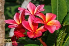 Camelot plumeria photo by Tex Norwood Camelot plumeria photo by Tex Norwood