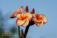 Cosmic Fire plumeria photo by Tex Norwood Cosmic Fire plumeria photo by Tex Norwood
