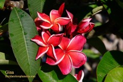 Gina plumeria photo by Tex Norwood Gina plumeria photo by Tex Norwood