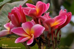 Hope plumeria photo by Tex Norwood Hope plumeria photo by Tex Norwood
