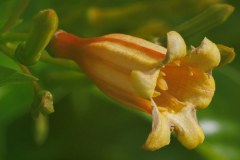 Yellow Flower plumeria photo by Tex Norwood Yellow Flower plumeria photo by Tex Norwood