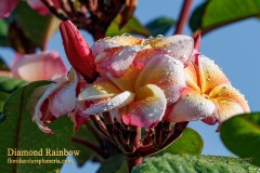 Diamond Rainbow plumeria photo by Tex Norwood Diamond Rainbow plumeria photo by Tex Norwood