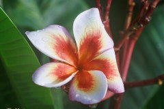 Fireblast plumeria photo by Tex Norwood Fireblast plumeria photo by Tex Norwood