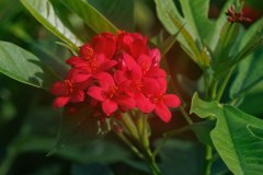 Small Red Flower plumeria photo by Tex Norwood Small Red Flower plumeria photo by Tex Norwood