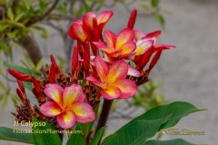 Calypso plumeria photo by Tex Norwood Calypso plumeria photo by Tex Norwood
