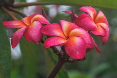 Shilo plumeria photo by Tex Norwood Shilo plumeria photo by Tex Norwood
