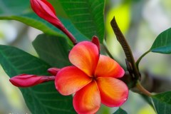 Chivalry plumeria photo by Tex Norwood Chivalry plumeria photo by Tex Norwood