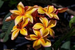Golden Noi plumeria flower photo by Tex Norwood Golden Noi plumeria flower photo by Tex Norwood