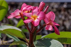 J Star plumeria flower photo by Tex Norwood J Star plumeria flower photo by Tex Norwood