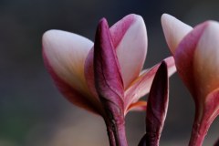 Bud and back of flower Super Round Seedling plumeria photo by Tex Norwood Bud and back of flower Super Round Seedling plumeria photo by Tex Norwood
