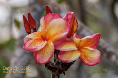 Butterfly Gold plumeria photo by Tex Norwood Butterfly Gold plumeria photo by Tex Norwood