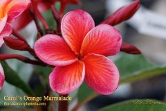 Carols Orange Marmalade plumeria photo by Tex Norwood Carols Orange Marmalade plumeria photo by Tex Norwood