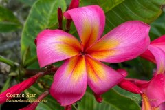 Cosmic Star plumeria photo by Tex Norwood Cosmic Star plumeria photo by Tex Norwood