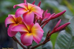 Deep Desire plumeria photo by Tex Norwood Deep Desire plumeria photo by Tex Norwood