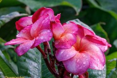 Dreamcatcher plumeria photo by Tex Norwood Dreamcatcher plumeria photo by Tex Norwood