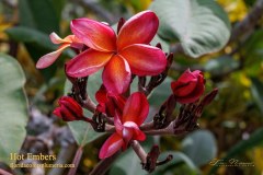 Hot Embers plumeria photo by Tex Norwood Hot Embers plumeria photo by Tex Norwood