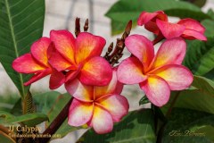 JJ Calypso plumeria photo by Tex Norwood JJ Calypso plumeria photo by Tex Norwood