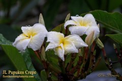 JL Pupukea Crepe plumeria photo by Tex Norwood JL Pupukea Crepe plumeria photo by Tex Norwood