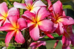 Raspberry Sundae plumeria photo by Tex Norwood Raspberry Sundae plumeria photo by Tex Norwood
