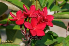 Siam Ruby plumeria photo by Tex Norwood Siam Ruby plumeria photo by Tex Norwood