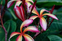 Thai Pinwheel plumeria photo by Tex Norwood Thai Pinwheel plumeria photo by Tex Norwood