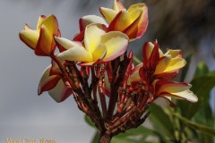 Vera Cruz Rose plumeria photo by Tex Norwood Vera Cruz Rose plumeria photo by Tex Norwood