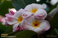Abigail plumeria photo by Tex Norwood Abigail plumeria photo by Tex Norwood