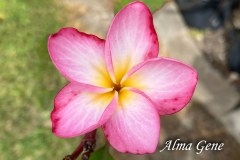 Alma Gene plumeria photo by Tex Norwood Alma Gene plumeria photo by Tex Norwood