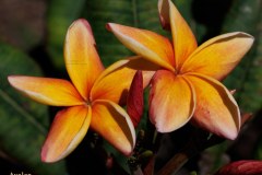 Avalon plumeria photo by Tex Norwood Avalon plumeria photo by Tex Norwood