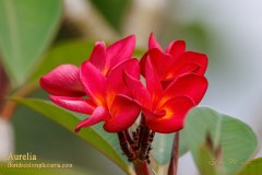 Aurelia plumeria photo by Tex Norwood Aurelia plumeria photo by Tex Norwood