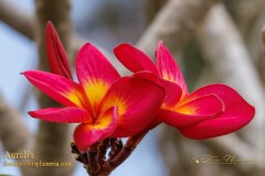 Aurelia plumeria photo by Tex Norwood Aurelia plumeria photo by Tex Norwood