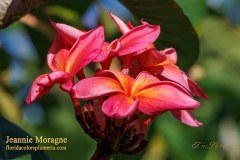 Jeannie Moragne plumeria photo by Tex Norwood Jeannie Moragne plumeria photo by Tex Norwood