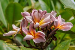 JL Metallica plumeria photo by Tex Norwood JL Metallica plumeria photo by Tex Norwood