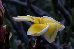 Jacks Compact Yellow plumeria photo by Tex Norwood Jacks Compact Yellow plumeria photo by Tex Norwood