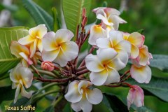 Texas Soffie plumeria photo by Tex Norwood Texas Soffie plumeria photo by Tex Norwood