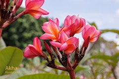 Akha plumeria photo by Tex Norwood Akha plumeria photo by Tex Norwood