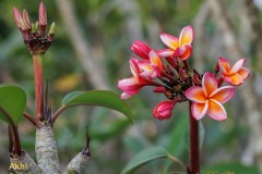 Akhi plumeria photo by Tex Norwood Akhi plumeria photo by Tex Norwood