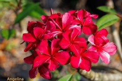 Angelina plumeria photo by Tex Norwood Angelina plumeria photo by Tex Norwood