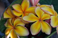 Golden Noi plumeria photo by Tex Norwood Golden Noi plumeria photo by Tex Norwood