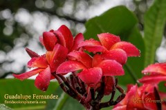 Guadalupe Fernandez plumeria photo by Tex Norwood Guadalupe Fernandez plumeria photo by Tex Norwood