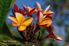 Thai Naranja plumeria photo by Tex Norwood Thai Naranja plumeria photo by Tex Norwood