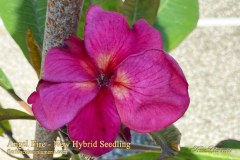 Angel Fire New Hybrid Seedling plumeria photo by Tex Norwood Angel Fire New Hybrid Seedling plumeria photo by Tex Norwood