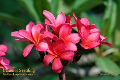 Camelot Seedling plumeria photo by Tex Norwood Camelot Seedling plumeria photo by Tex Norwood