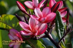 Clare Corre Seedling plumeria photo by Tex Norwood Clare Corre Seedling plumeria photo by Tex Norwood