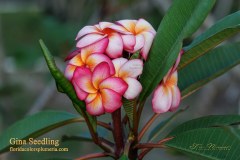 Gina Seedling plumeria photo by Tex Norwood Gina Seedling plumeria photo by Tex Norwood