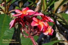 Holey Moley seedling of J plumeria photo by Tex Norwood Holey Moley seedling of J plumeria photo by Tex Norwood